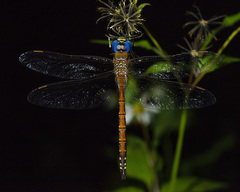 Anaciaeschna jaspidea