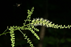 Actaea europaea