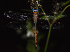 Anaciaeschna jaspidea