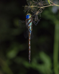 Anaciaeschna jaspidea