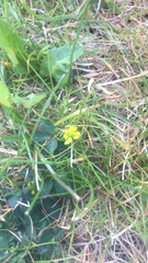 Trifolium dubium