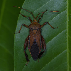 Pseudomictis