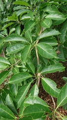 Terminalia calamansanai