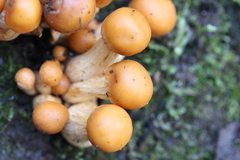 Pholiota malicola