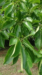Terminalia calamansanai