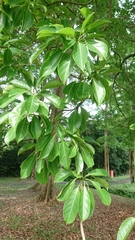Terminalia calamansanai