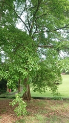 Terminalia calamansanai