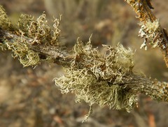 Usnea inermis