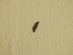 Eupithecia abbreviata