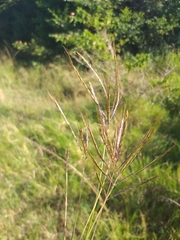 Bothriochloa insculpta