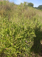 Athroisma gracile psyllioides