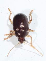 Rhabdopterus