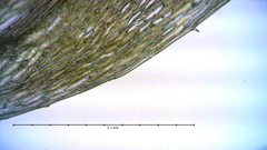 Ptychostomum inclinatum