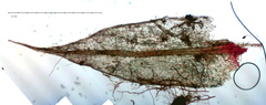 Ptychostomum inclinatum