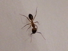 Camponotus