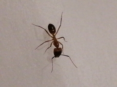 Camponotus