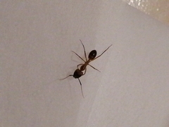Camponotus