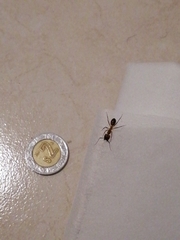 Camponotus
