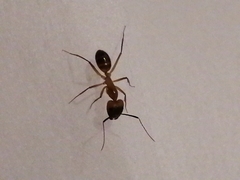 Camponotus