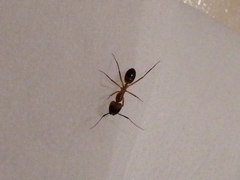 Camponotus