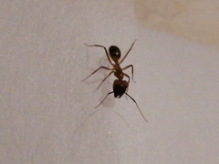 Camponotus