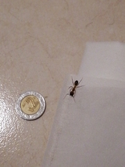 Camponotus