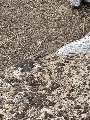 Sceloporus graciosus