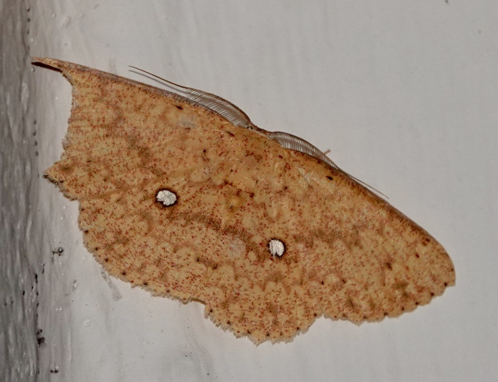 Perixera gaeta