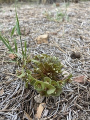 Claytonia rubra
