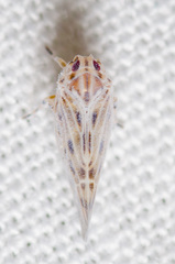 Cedusa maculata
