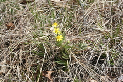 Ranunculus rhomboideus