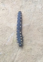 Tenthredo marginella