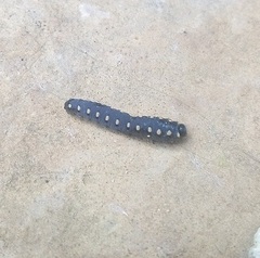 Tenthredo marginella