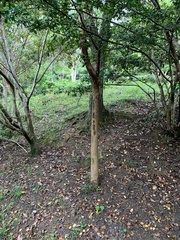 Lagerstroemia subcostata