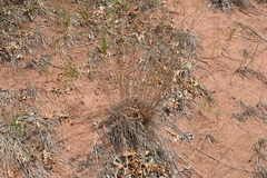 Hesperostipa spartea