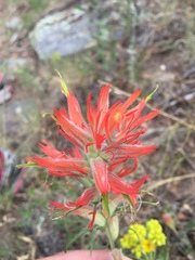Castilleja linariifolia