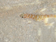 Togo Fan-Footed Gecko photo 4