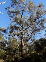 Eucalyptus albens