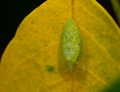 Tropiduchinae