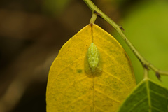 Tropiduchinae