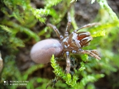Atypus affinis