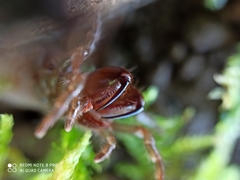 Atypus affinis