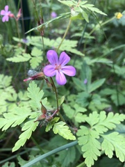 Geranium robertianum