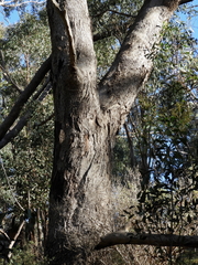 Eucalyptus albens