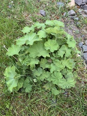 Alchemilla mollis