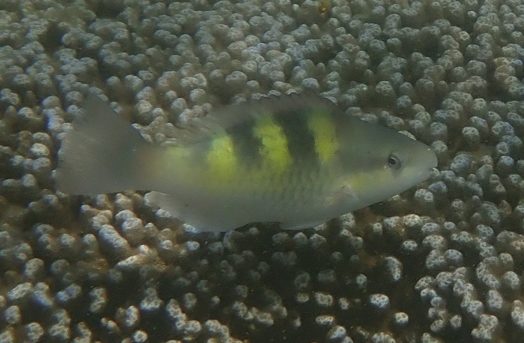 Five-saddle Parrotfish