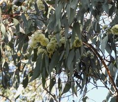 Eucalyptus albens