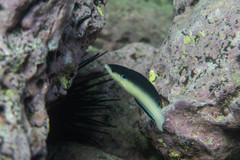 Anampses neoguinaicus