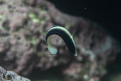 Anampses neoguinaicus