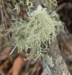 Usnea inermis